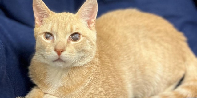 Candy Corn is four months old and weighs only 4.36 pounds. He had "a bumpy start in life" and now needs a forever home.