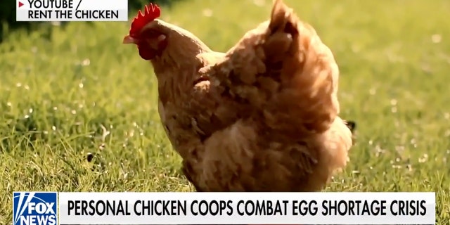 Rent the Chicken delivers chicken coops to people's homes for a rental period of up to six months. 