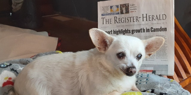 Guinness World Records Names 23-year-old Chihuahua Mix From Ohio World ...