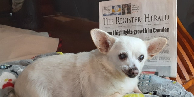 Spike, een Chihuahua-mix uit Ohio, is met 23 jaar de oudste levende hond ter wereld.