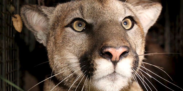 A radio-collared cougar known as P-81 was found dead near Point Mugu, California, likely due to a car collision.