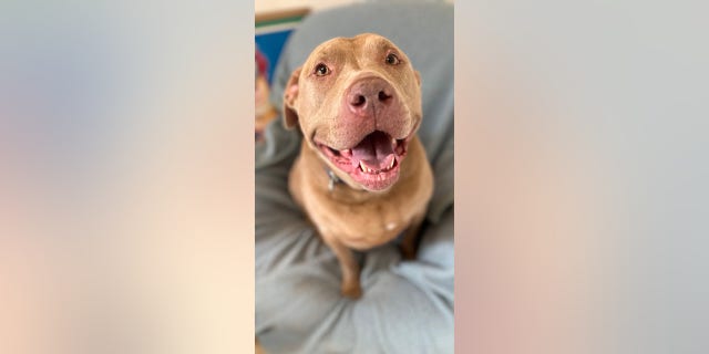 Theodosia "loves going for car rides" and is the "perfect sidekick," said the staff at the shelter where she is currently housed.