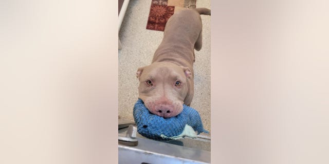 Theodosia has "nothing but love, tail wags, and kisses" for everyone she meets, according to the shelter.