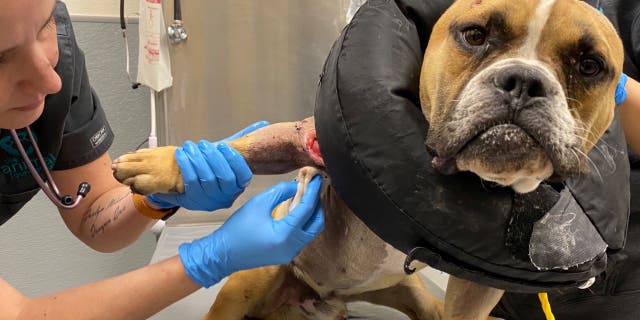 A 2-year-old dog named Max is recovering from gunshot wounds after being found on the side of a road.