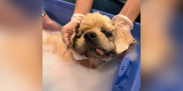 The dog was discovered stuck to a sidewalk on Yamato Road in Boca Raton, Florida, on Jan. 23.