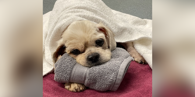 As Trooper's rescuers were shaving him down, they noticed maggots crawling from his fur, overgrown nails and severe tooth decay.