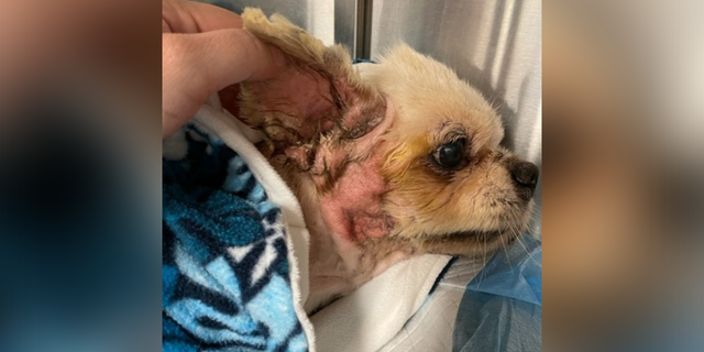 A dog found cemented to a sidewalk in Florida for days is now recovering after suffering a number of ailments.