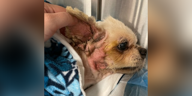 A dog found cemented to a sidewalk in Florida for days is now recovering after suffering a number of ailments.