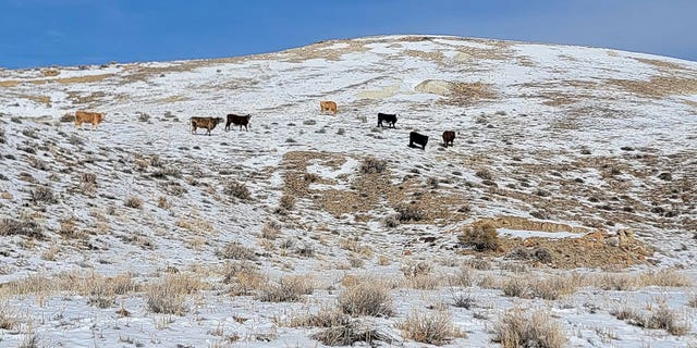 Koeien gezien op een veld in Esmeralda County, Nevada, op 3 januari 2023. 