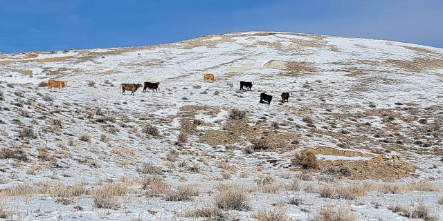 Koeien gezien op een veld in Esmeralda County, Nevada, op 3 januari 2023.