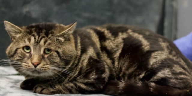 "Fishtopher is a big cheeky boy, wouldn't you love rubbing up on those big cheeks," shared Homeward Bound Pet Adoption Center on Fishtopher's viral adoption listing.