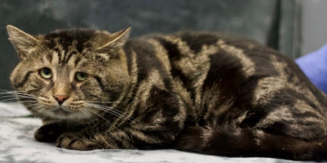 "Fishtopher is a big cheeky boy, wouldn't you love rubbing up on those big cheeks," shared Homeward Bound Pet Adoption Center on Fishtopher's viral adoption listing.