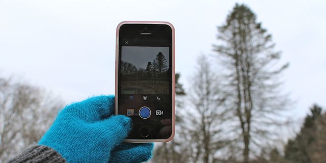 hand wearing a blue glove taking a photograph of trees with a cellphone
