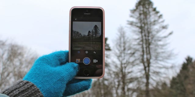 A hand in a blue glove takes a picture of a tree with a mobile phone