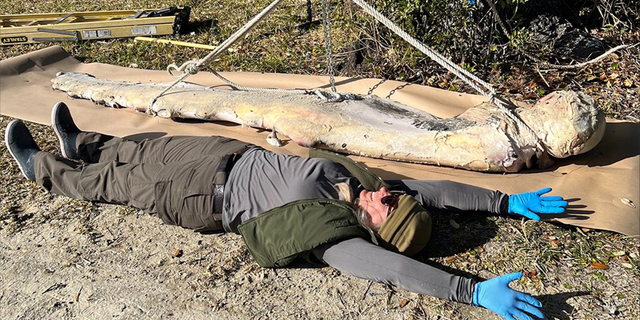 A photograph shared by the park on Facebook displays a park biologist lying next to the flipper to show that the flipper is longer than the person.