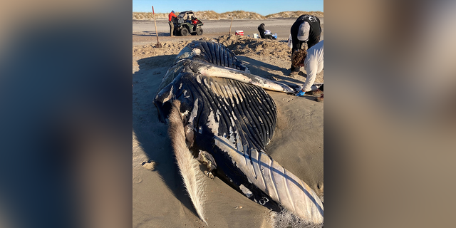 The 31-foot whale was discovered on North Core Banks, inside Cape Lookout National Seashore, on Dec. 28.