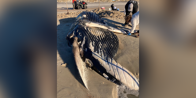De 31-voet walvis werd ontdekt op North Core Banks, in Cape Lookout National Seashore, op 28 december.