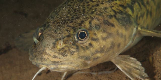 Burbots are ray-finned freshwater fish.