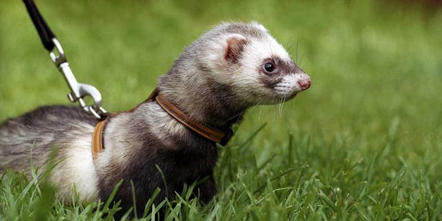 Leashed ferret looks at something while outdoors in grassy area. Using a ferret to hunt is considered an unlawful way to hunt in the Mountain State.