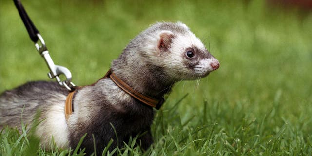 Leashed ferret looks at something while outdoors in grassy area. Using a ferret to hunt is considered an unlawful way to hunt in the Mountain State.