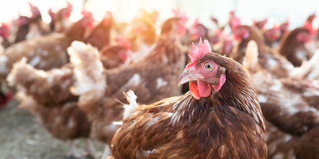 It's important to keep bird feeders away from chicken coops or poultry houses, or take them down altogether if there are active cases of bird flu in the area, said one farm owner.