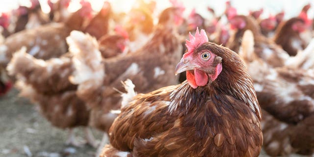 Chicken farm is crowded. Blur chickens are on the backgraund.