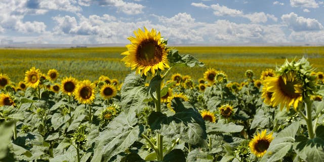 Sunflowers are shown as far as the eye can see in a field in South Dakota.