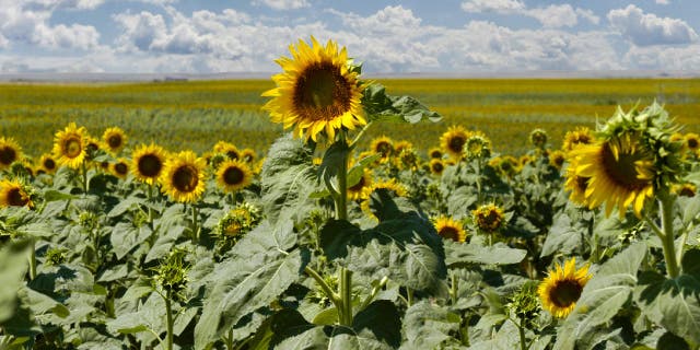 Sunflowers are shown as far as the eye can see in a field in South Dakota.