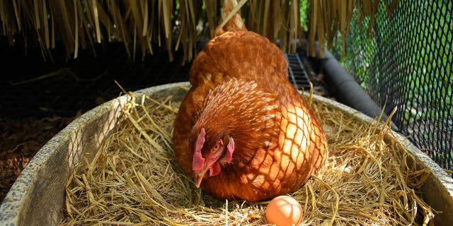 "Raising any type of animal or bird is always potentially fraught with communicable disease transmission," said an infectious disease expert. 