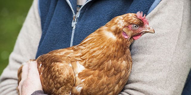 A person holds a free-range hen. It's illegal in the state of Rhode Island to steal poultry or be in possession of stolen poultry.