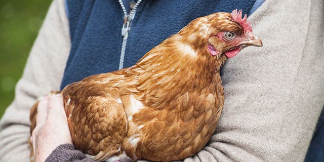 A person holds a free-range hen. It's illegal in the state of Rhode Island to steal poultry or be in possession of stolen poultry.