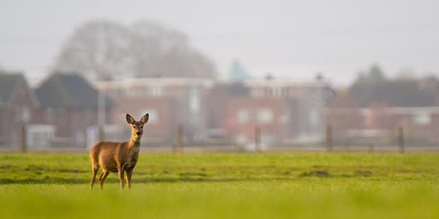 A roe deer stands in a suburban meadow. Violators of the hunting restriction in Virginia are punished with a Class 3 misdemeanor.