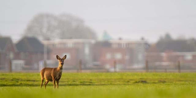 A roe deer stands in a suburban meadow. Violators of the hunting restriction in Virginia are punished with a Class 3 misdemeanor.