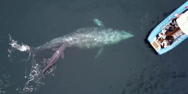 The gray whale mother and newborn calf get close to a boat off the shores of California's Dana Point