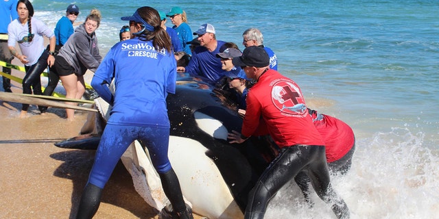 Rescuers work to get a dead killer whale off a Florida beach to perform a necropsy for cause of death.