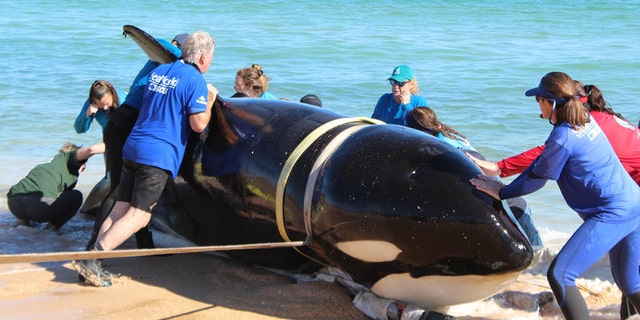 SeaWorld stelde vast dat de walvis die op 11 januari 2023 op het strand van Florida werd gevonden bijna 22 voet lang was en 9.000 pond woog. 