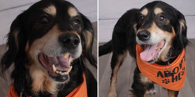 JCPenney is partnering with local shelters across the country to try to help senior adoptable dogs find homes.