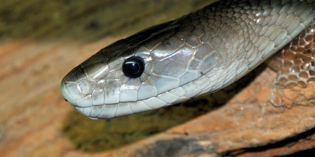 Colegiala africana muere menos de 30 minutos después de ser mordida por mamba negra en clase: informe