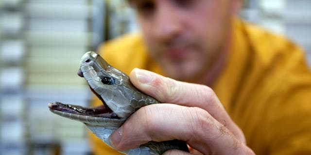 Un empleado del laboratorio Latoxan SAS sostiene una mamba negra antes de extraer el veneno de la serpiente en Valence, Francia, el 17 de octubre de 2012. La empresa se especializa en la producción de venenos y toxinas de alta calidad para la investigación y las principales empresas farmacéuticas. 