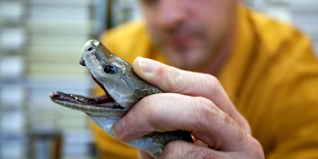 Un empleado del laboratorio Latoxan SAS sostiene una mamba negra antes de extraer el veneno de la serpiente en Valence, Francia, el 17 de octubre de 2012. La empresa se especializa en la producción de venenos y toxinas de alta calidad para la investigación y las principales empresas farmacéuticas. 