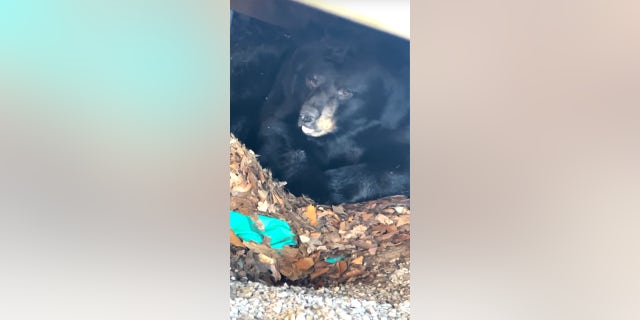 Vincent Dashukewich of Plainville, Connecticut, discovered a bear in his backyard while he was outside with his girlfriend and his dog.