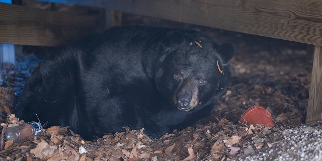 A black bear was discovered under the Dashukewich's deck and will remain their until the end of his hibernation period.