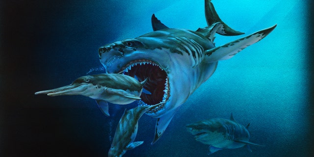 Megalodons are "one of the — if not the largest marine macropredator the world has ever known," Godfrey told Fox News Digital.