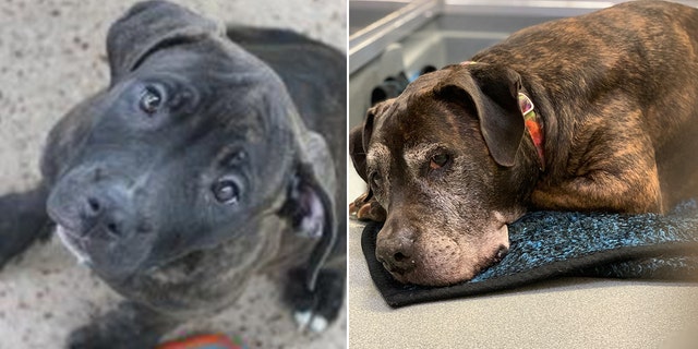 Melasa as a younger dog shown on left — and Melasa today, on the right. She is awaiting a new family to offer her a final home.