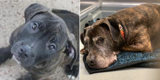 Melasa as a younger dog shown on left — and Melasa today, on the right. She is awaiting a new family to offer her a final home.