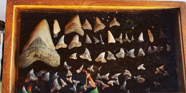 Molly Sampson has over 400 fossils in her collection, according to her Instagram account.