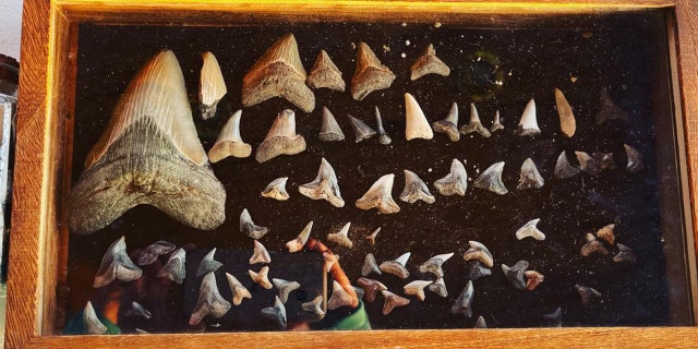 Molly Sampson has over 400 fossils in her collection, according to her Instagram account.