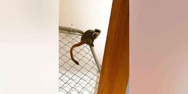 The emperor tamarin monkeys were found in a closet of an abandoned home on Tuesday around 4:50 p.m., according to police.