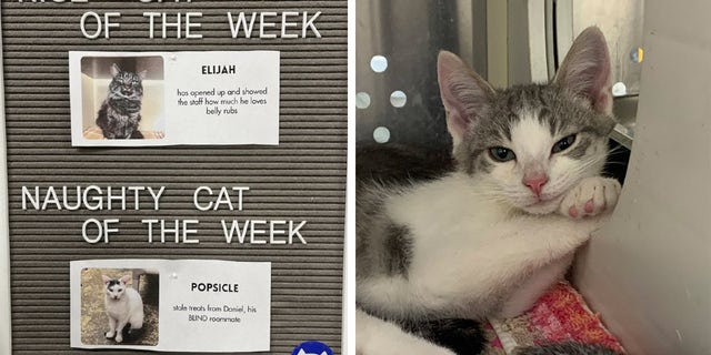 At Heaven on Earth's Perry's Place, the shelter uses a board to pin the "nice cat" and "naughty cat" of the week. Thousands of Instagram users react to the posts each Saturday.