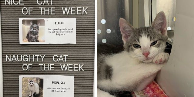 At Heaven on Earth's Perry's Place, the shelter uses a board to pin the "nice cat" and "naughty cat" of the week. Thousands of Instagram users react to the posts each Saturday.